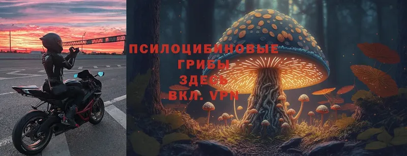 где можно купить   Отрадная  Псилоцибиновые грибы Psilocybe 